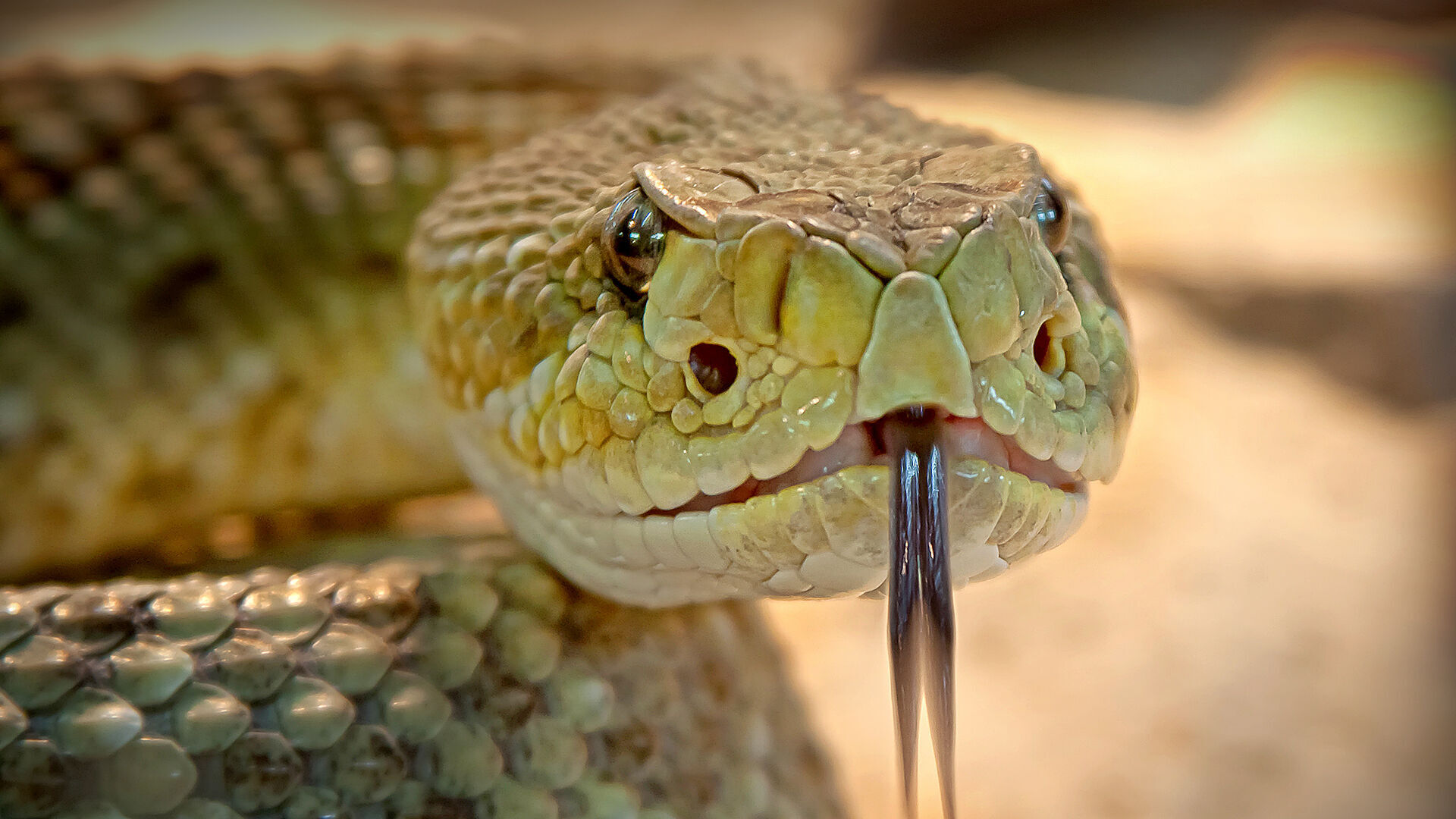 Signal Mountain officials warn of increased rattlesnake sightings in the area